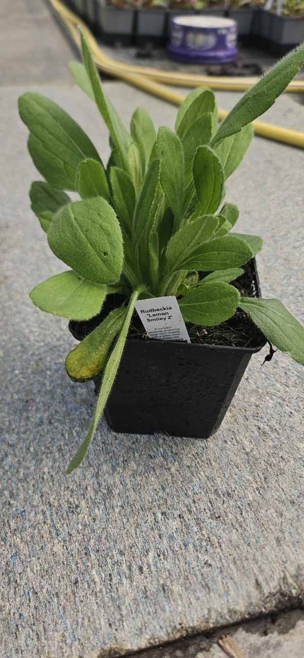 Rudbeckia 'Lemon Smiley Z'