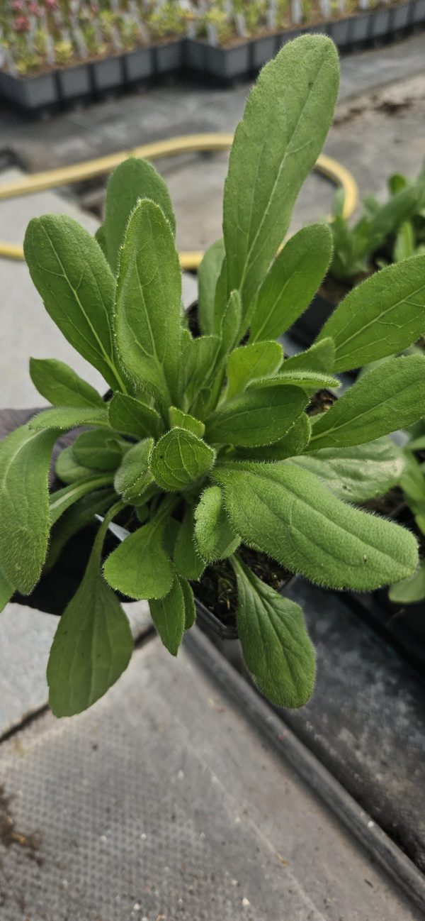 Rudbeckia 'Lemon Smiley Z'