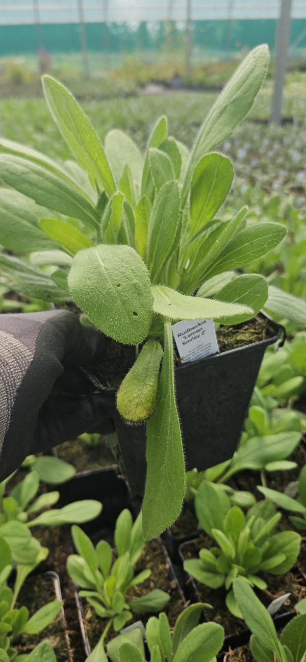 Rudbeckia 'Lemon Smiley Z'