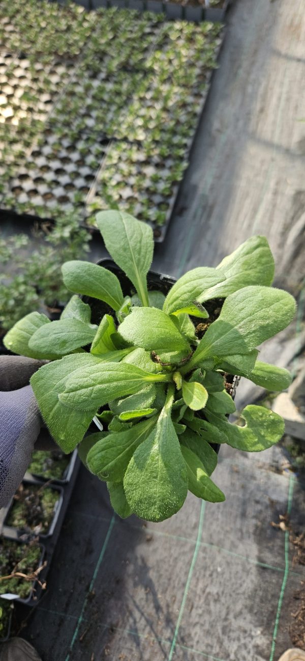 Rudbeckia 'Russet Glow' Rudbeckia 'Russet Glow'