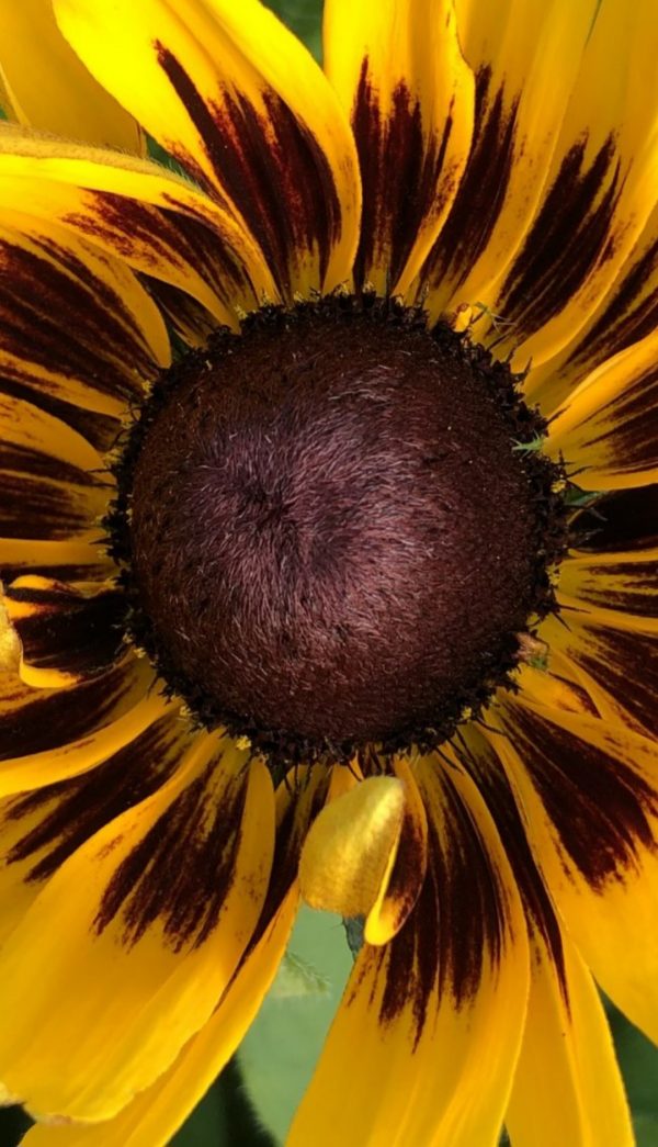 Rudbeckia 'Summerdaisy Choco Sun'