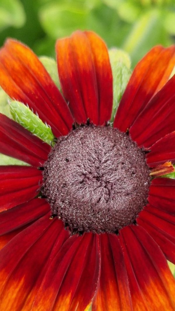 Rudbeckia 'Summerdaisy Orange Bicolour'