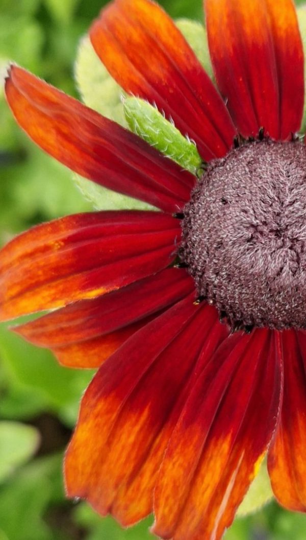 Rudbeckia 'Summerdaisy Orange Bicolour'