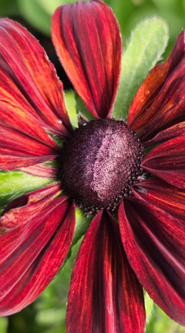 Rudbeckia 'Summerina Pumpernickel'