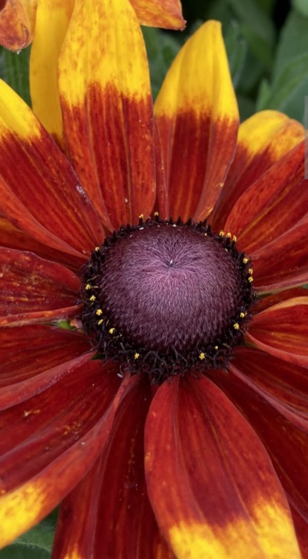 Rudbeckia 'Sunbeckia Mia'