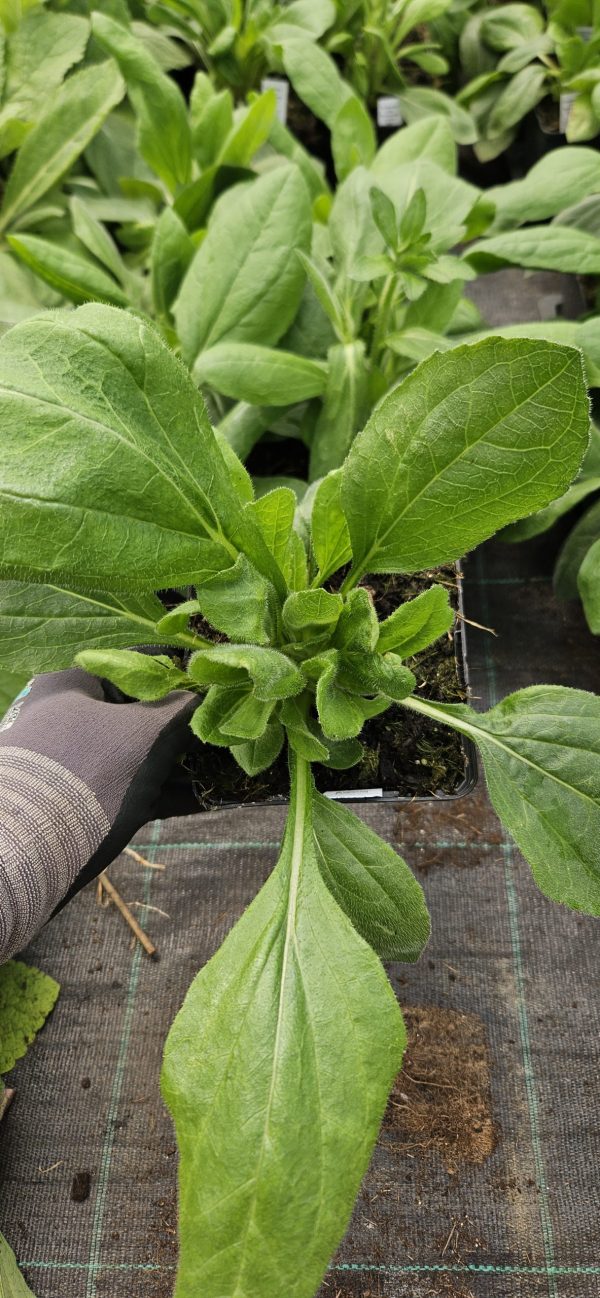 Rudbeckia hirta 'Enchanted Cosmic Eye'