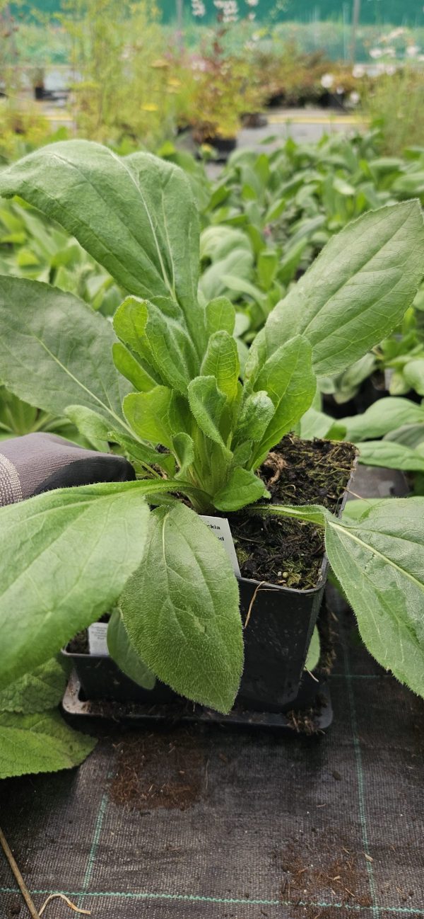 Rudbeckia hirta 'Enchanted Cosmic Eye'