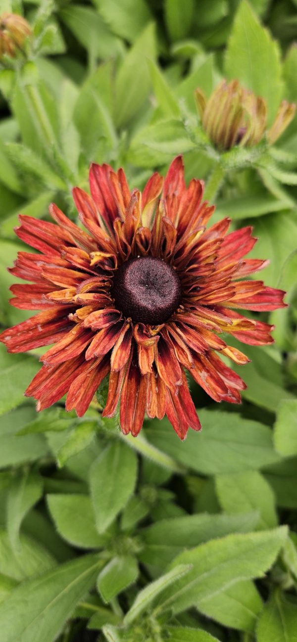 Rudbeckia hirta 'Enchanted Velvet Flame'