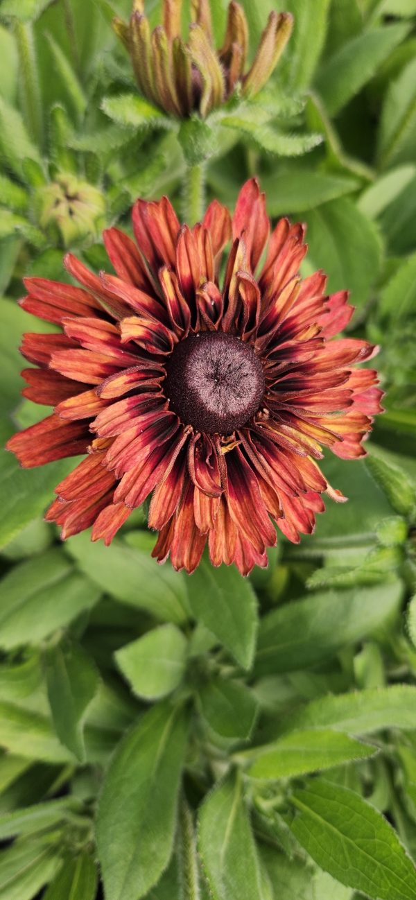 Rudbeckia hirta 'Enchanted Velvet Flame'