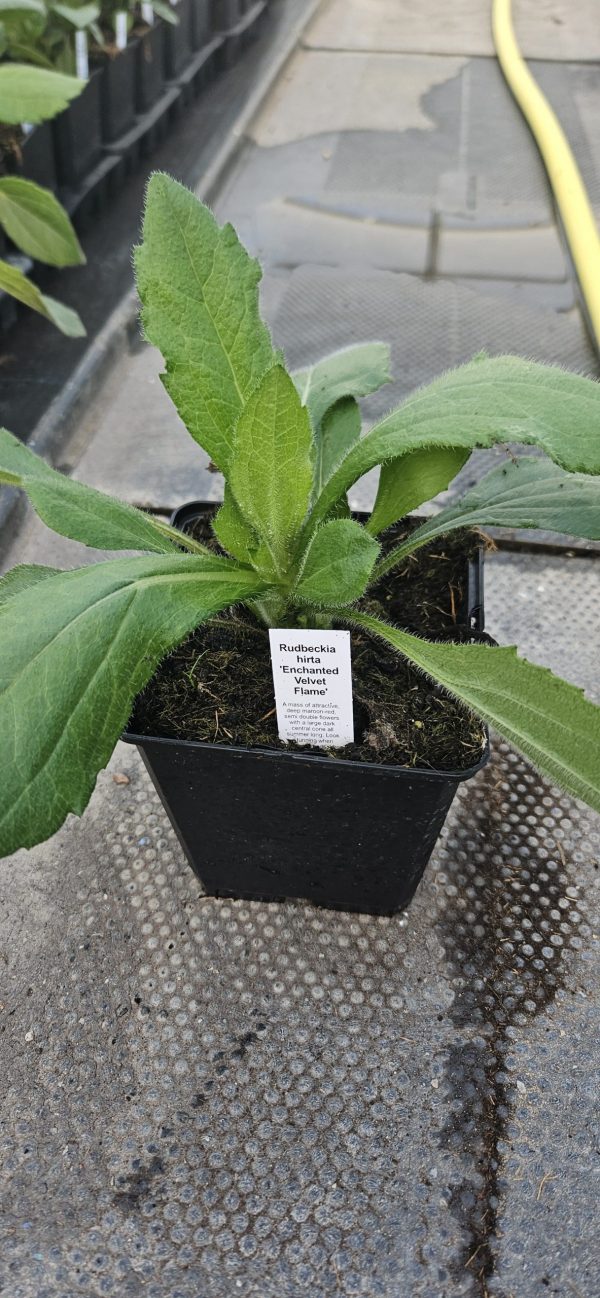 Rudbeckia hirta 'Enchanted Velvet Flame'