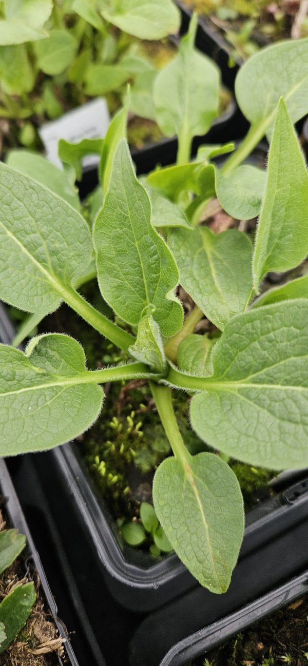 Rudbeckia occidentalis 'Green Wizard' Rudbeckia occidentalis 'Green Wizard'