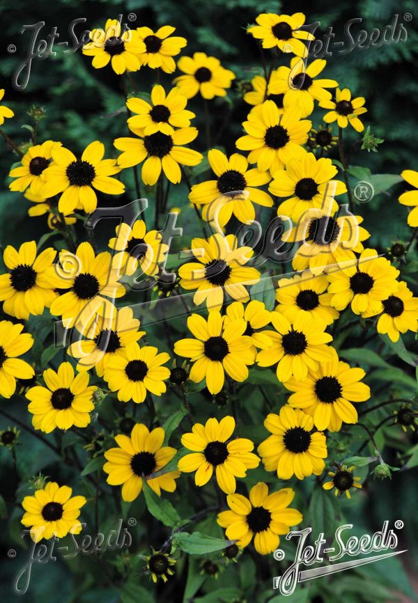 Rudbeckia triloba 'Blackjack Gold'