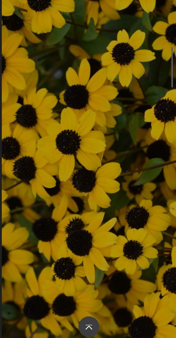 Rudbeckia triloba 'Blackjack Gold'