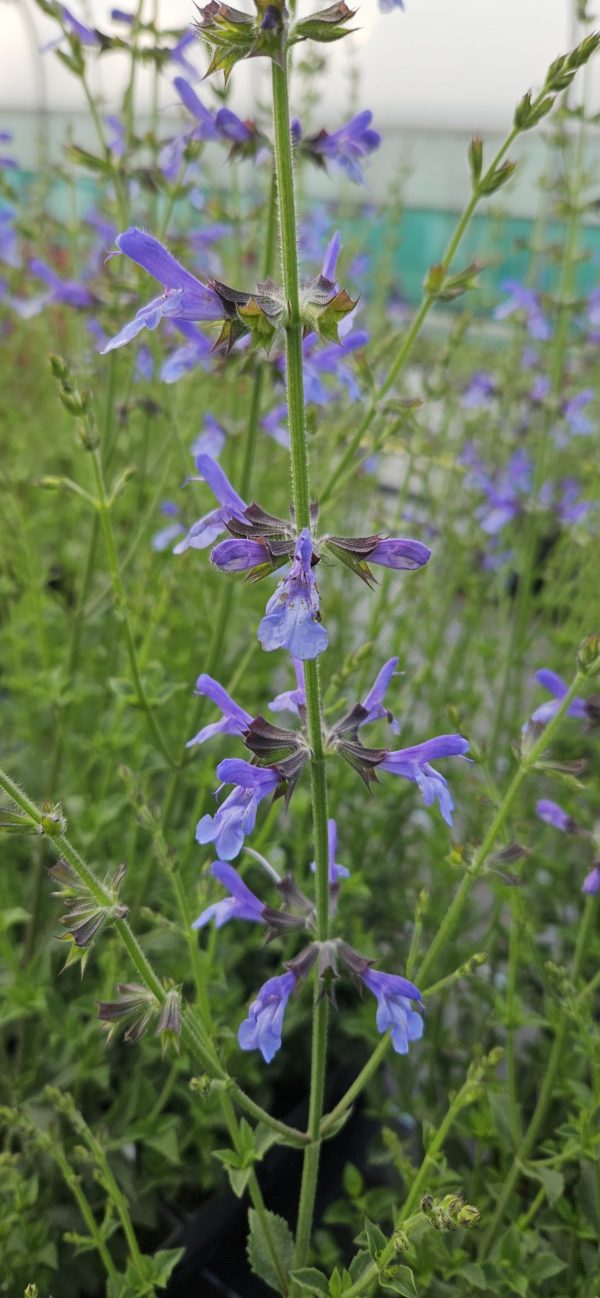 Salvia 'African Skies' Salvia 'African Skies'