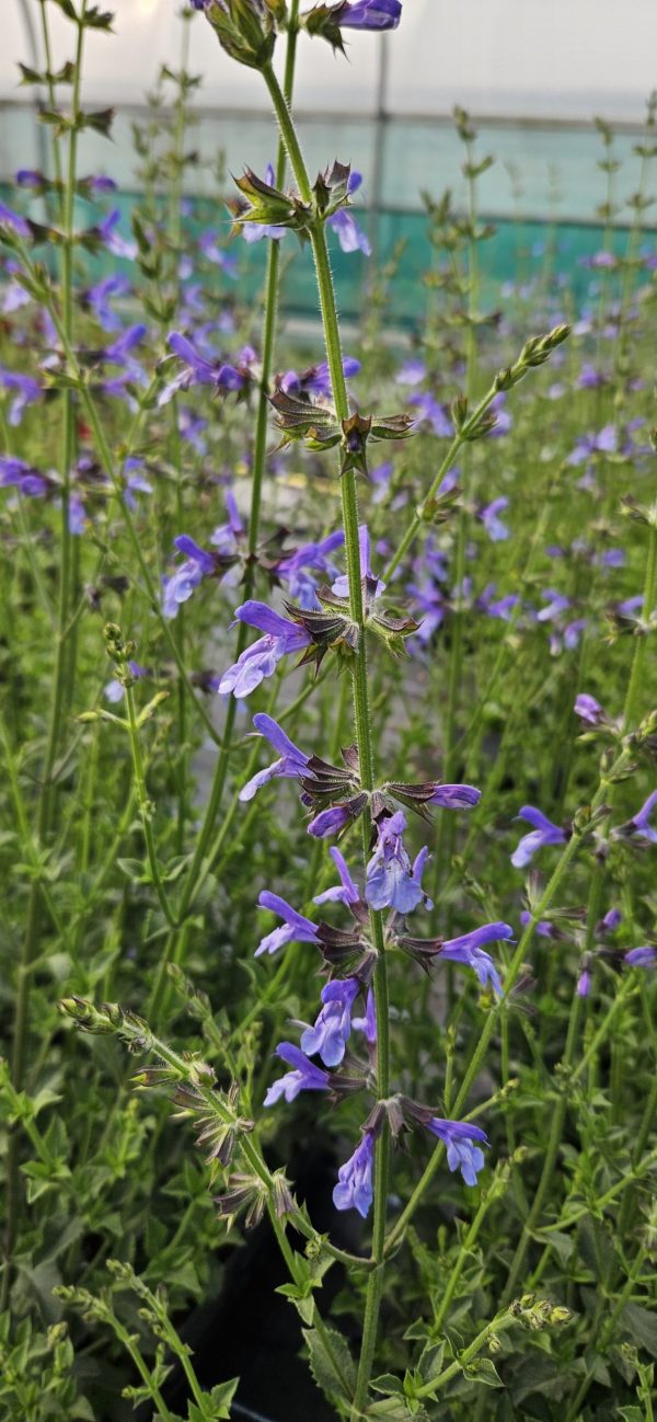 Salvia 'African Skies'2 Salvia 'African Skies'