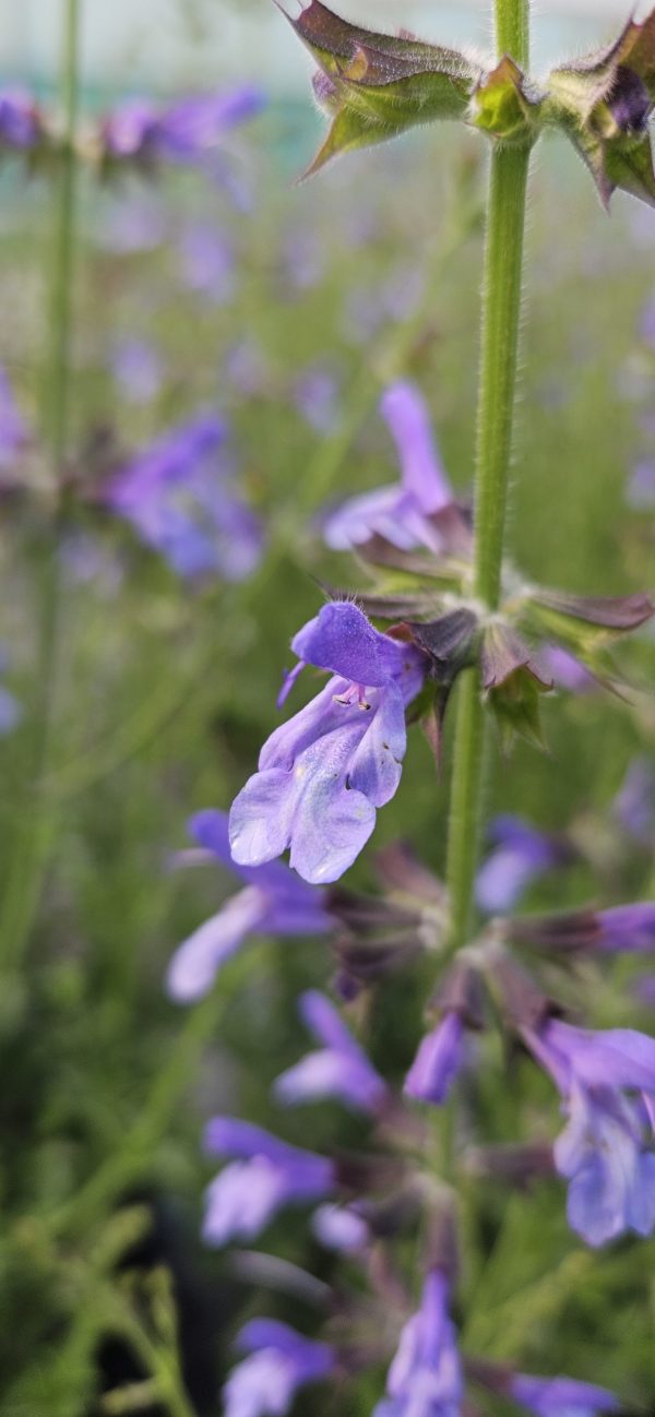 Salvia 'African Skies'3 Salvia 'African Skies'