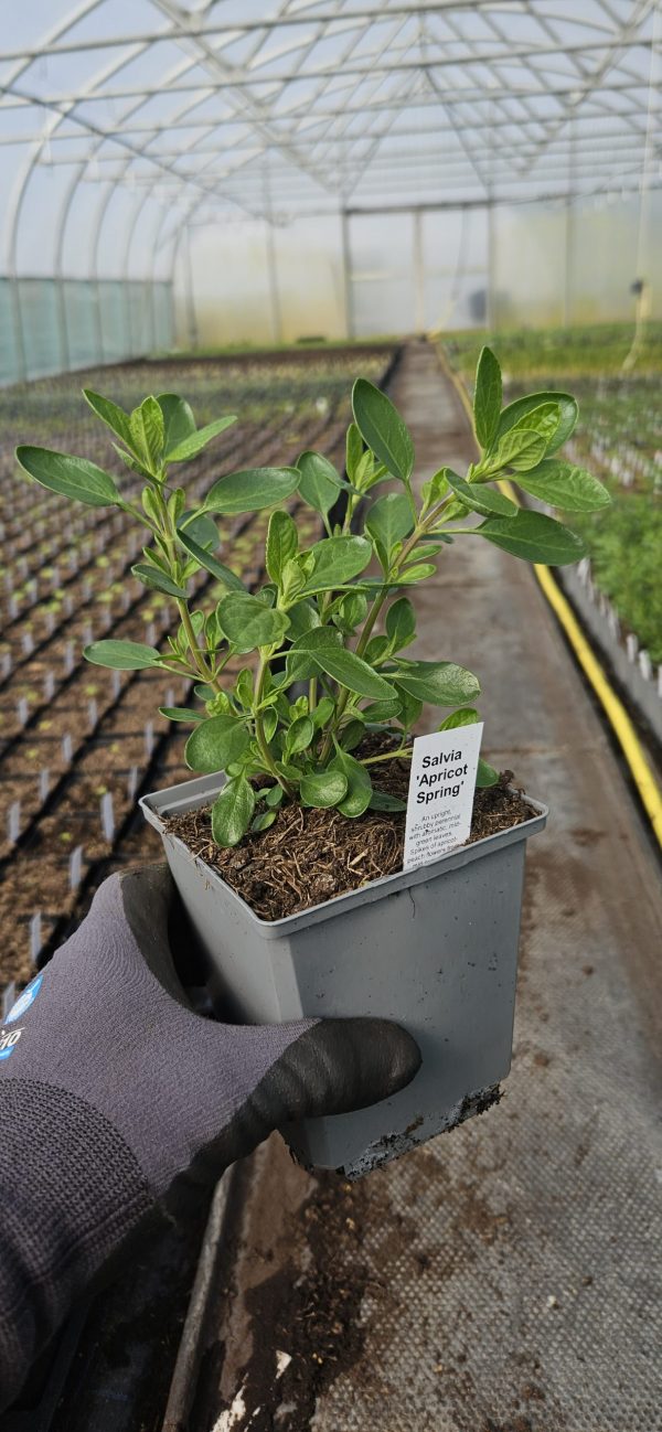 Salvia 'Apricot Spring'