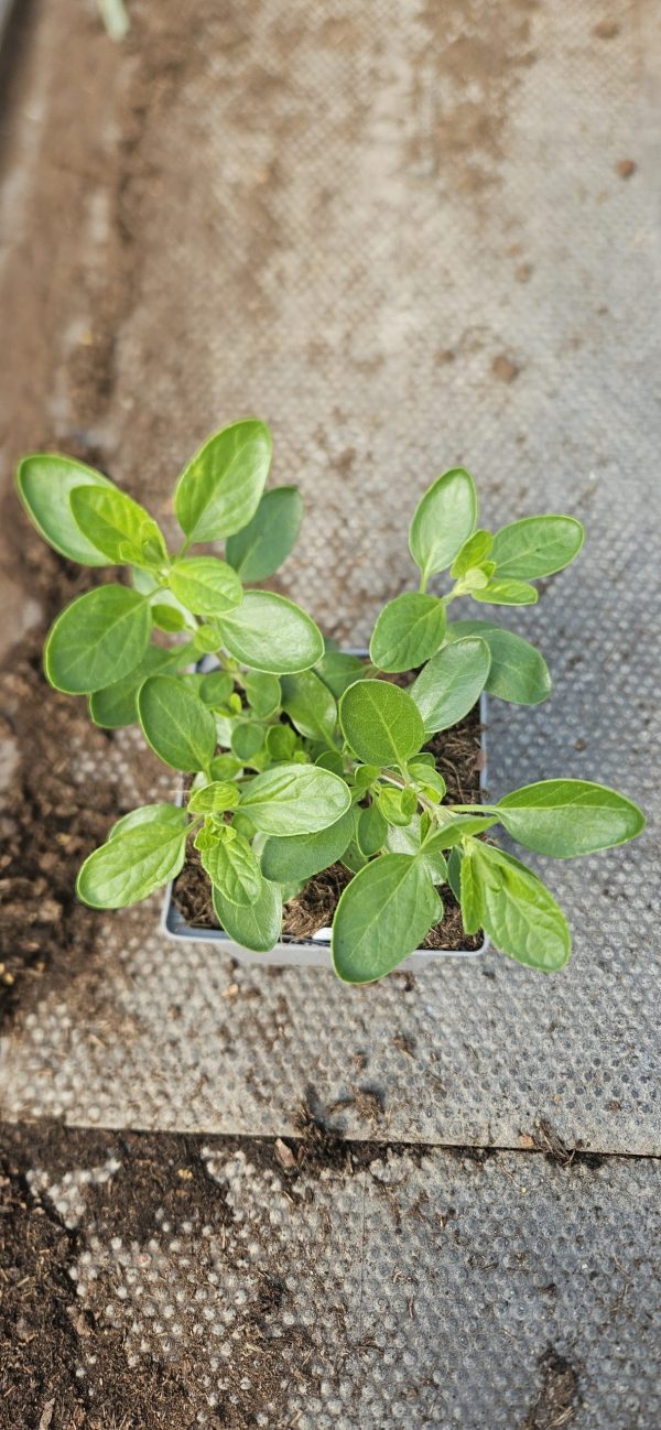 Salvia 'Apricot Spring'