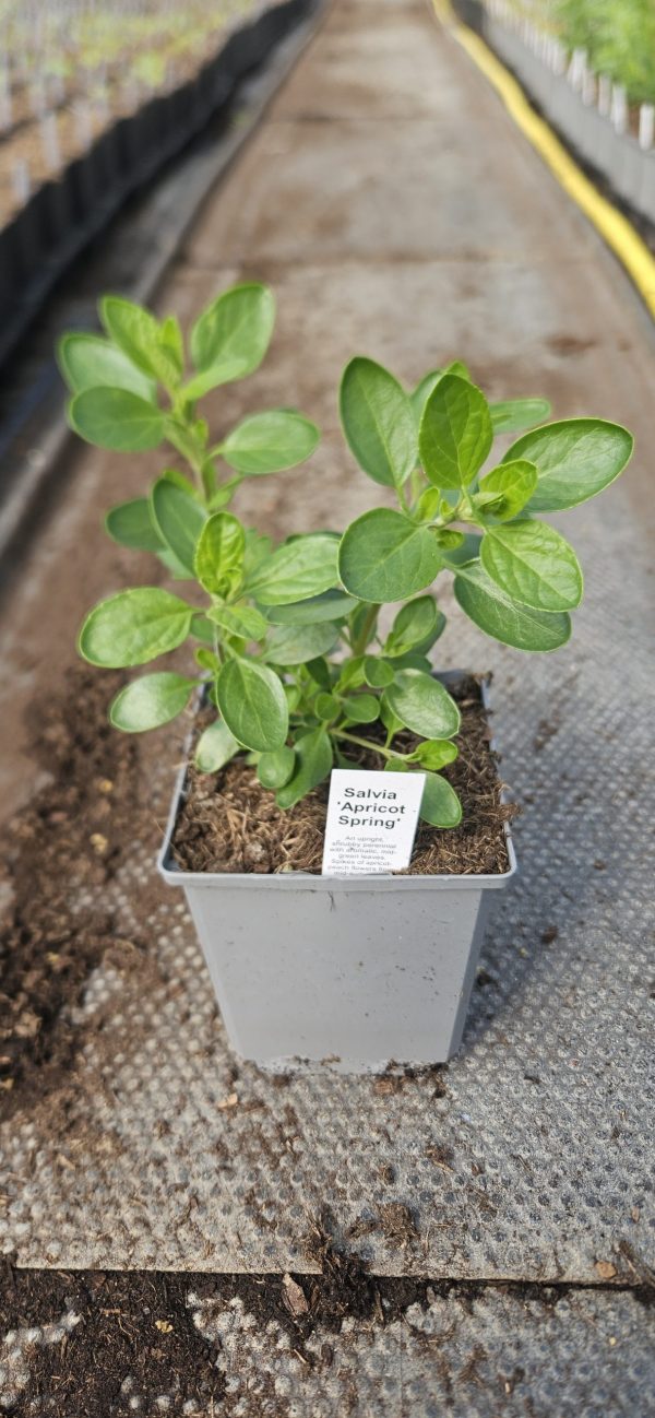 Salvia 'Apricot Spring'
