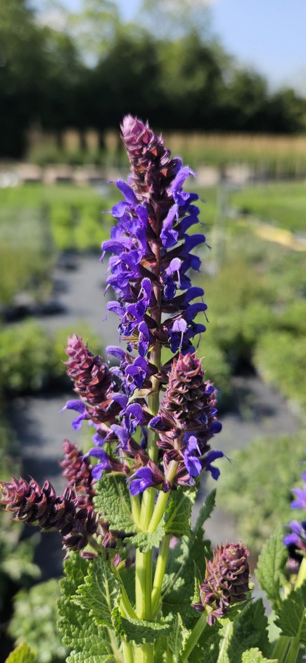 Salvia 'April Night'