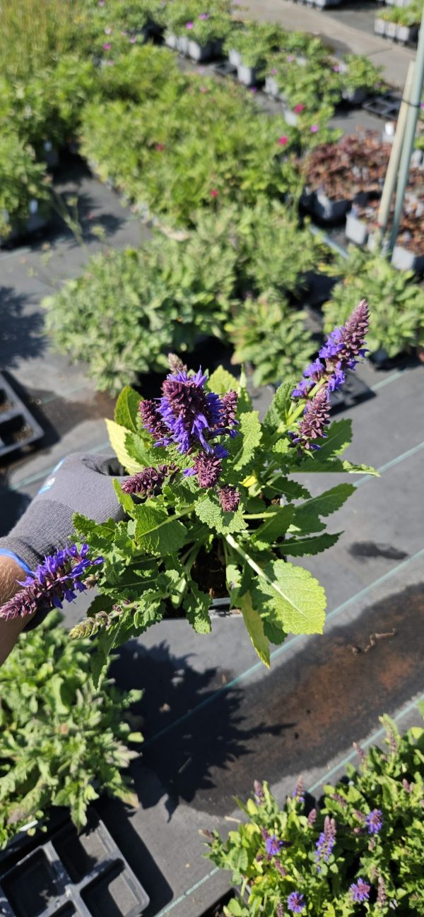 Salvia 'April Night'