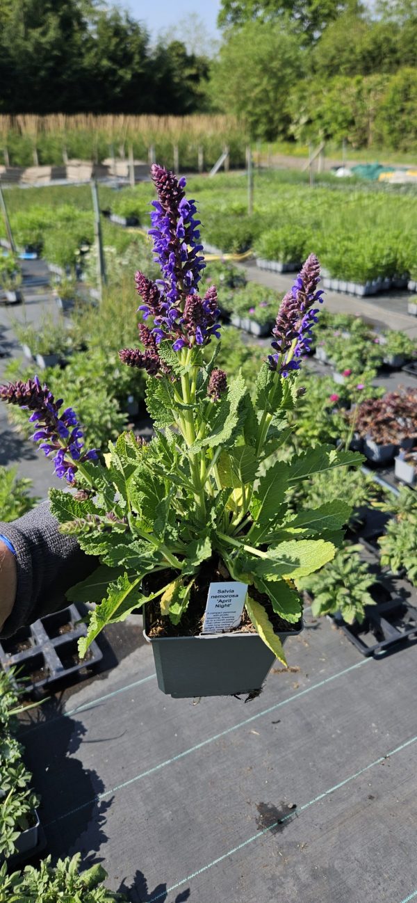 Salvia 'April Night'