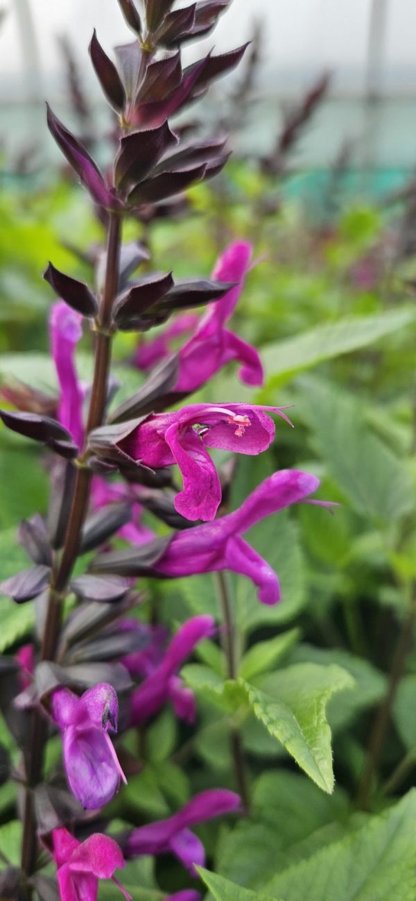 Salvia 'Berry Blast'