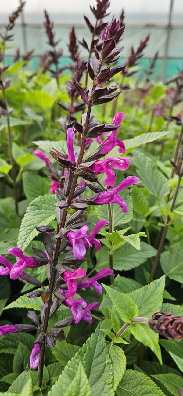 Salvia 'Berry Blast'