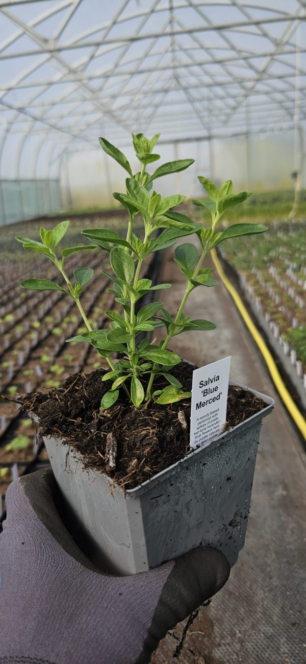 Salvia 'Blue Merced'