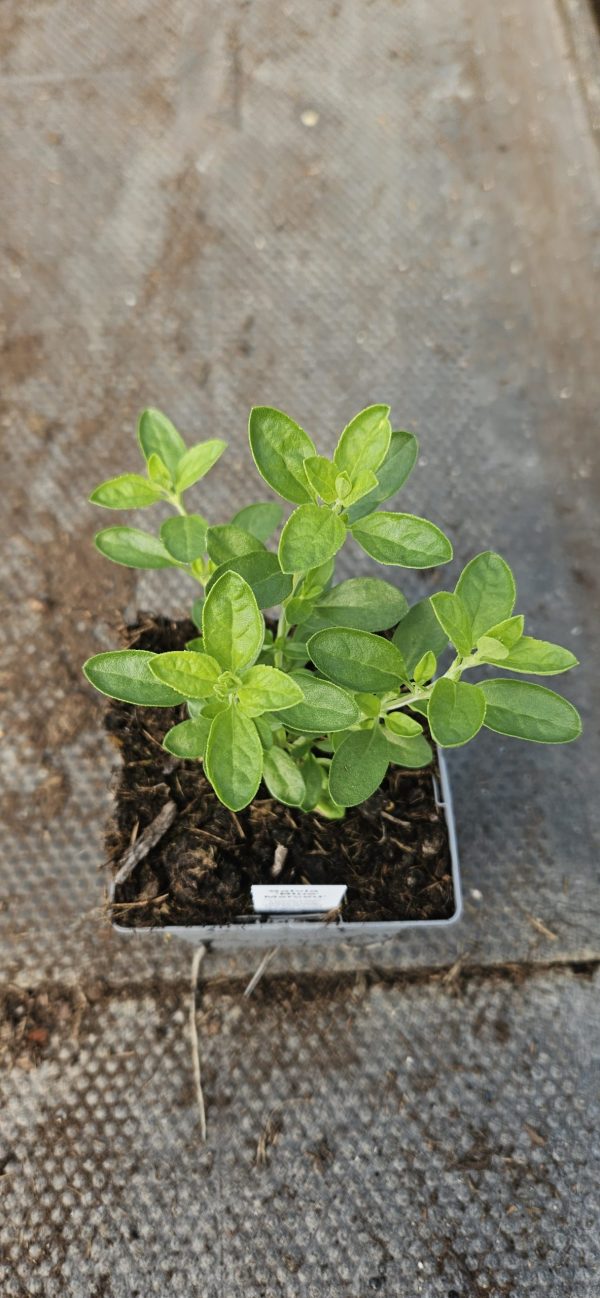 Salvia 'Blue Merced'