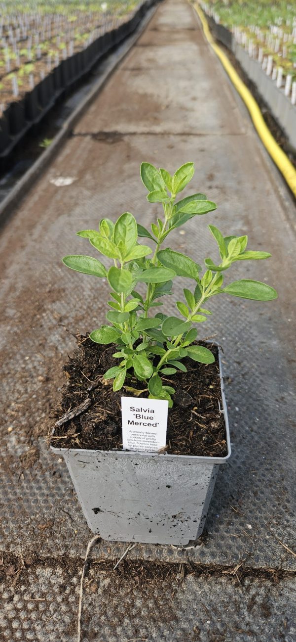 Salvia 'Blue Merced'
