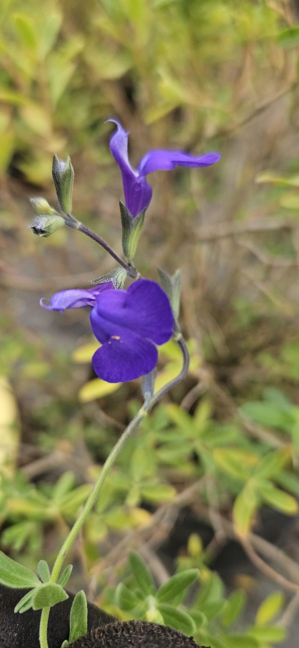 Salvia 'Blue Note'