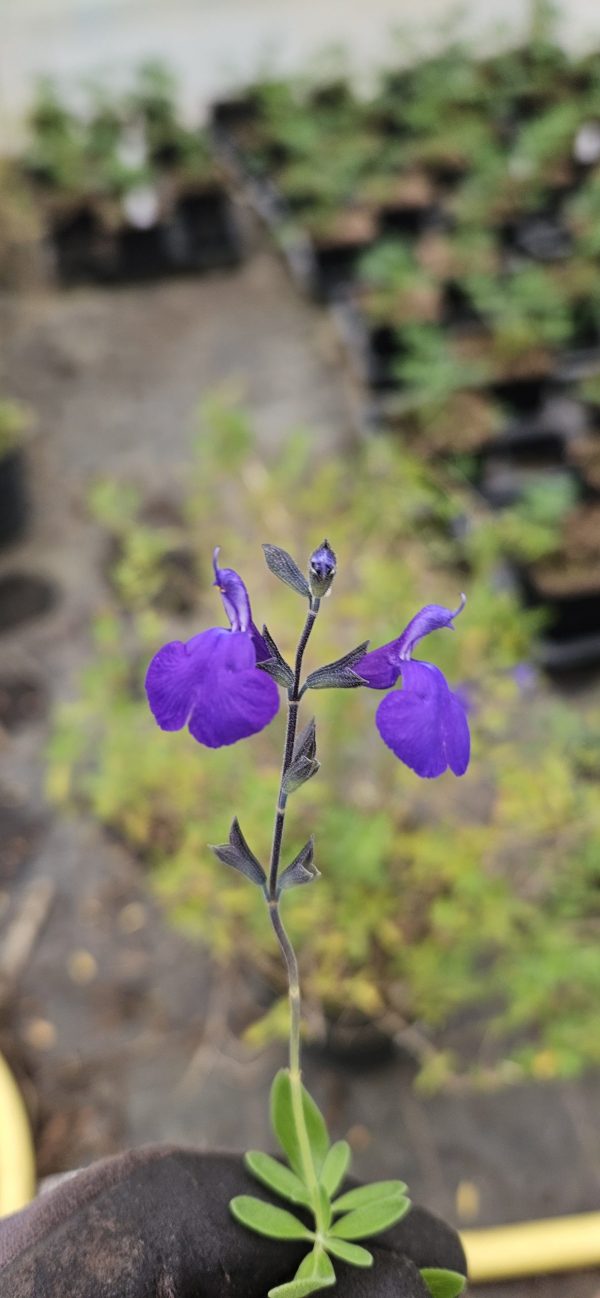 Salvia 'Blue Note'