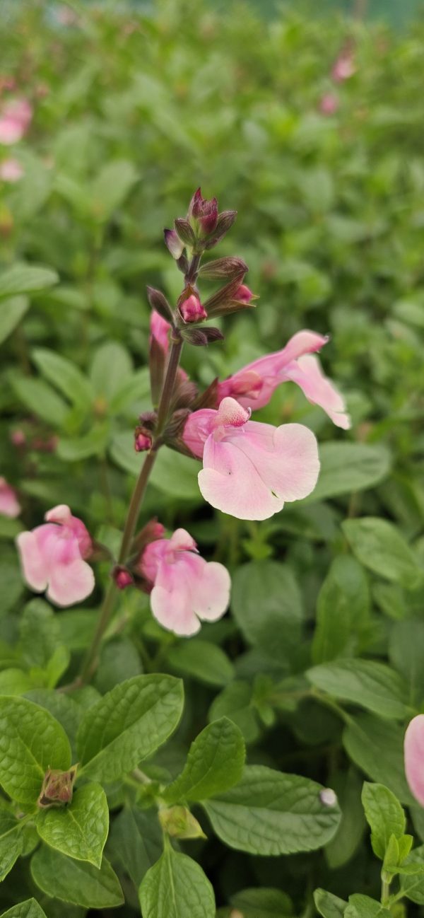 Salvia 'Candy Dream' Salvia 'Candy Dream'