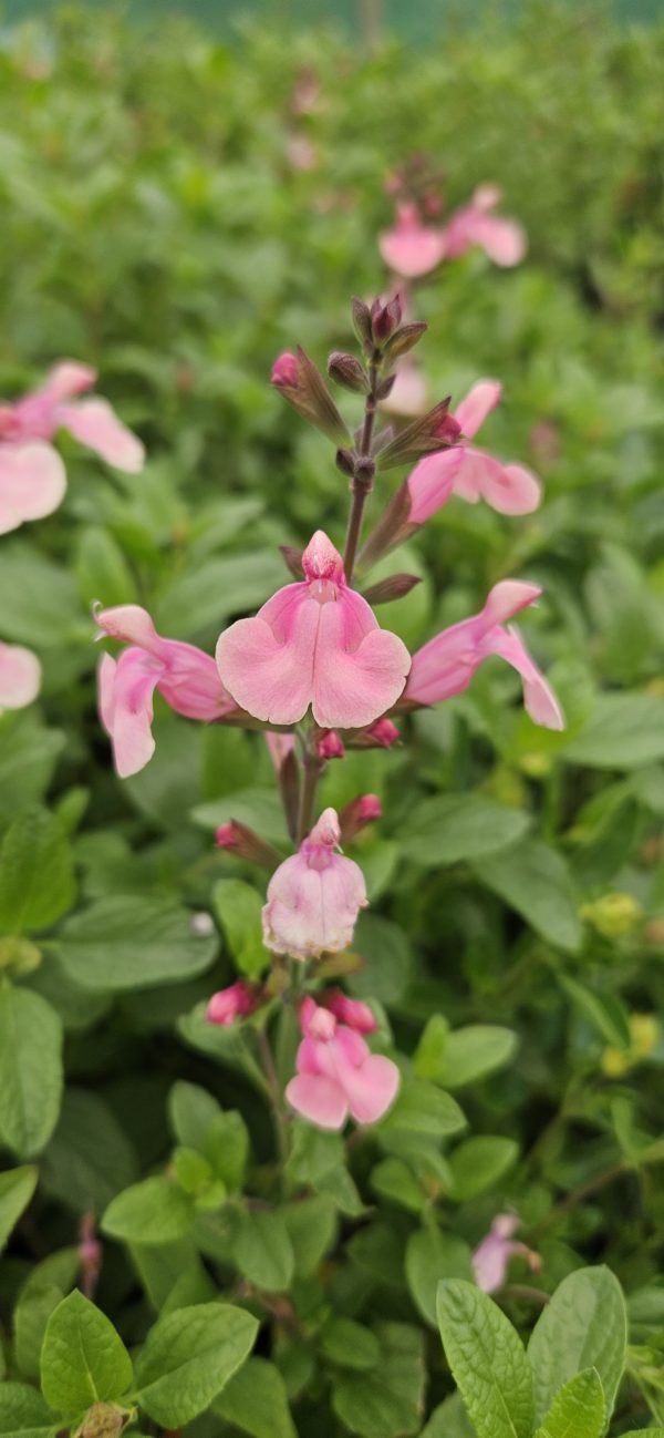 Salvia 'Candy Dream'2 Salvia 'Candy Dream'