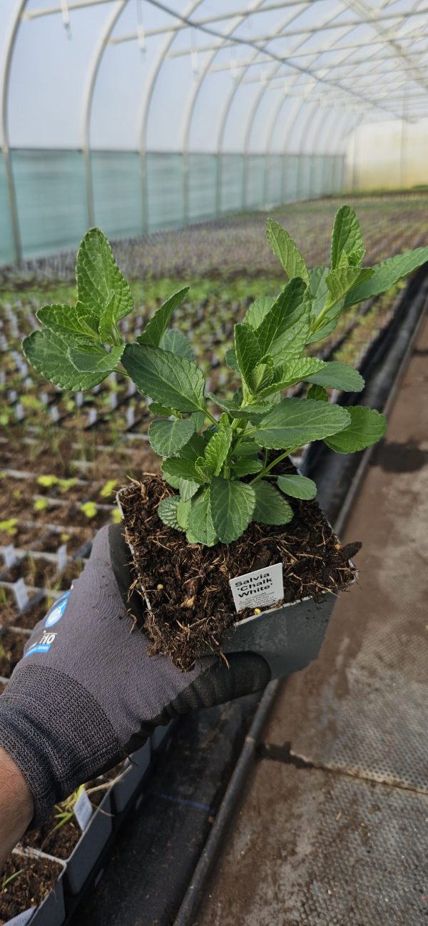 Salvia 'Chalk White' Salvia 'Chalk White'