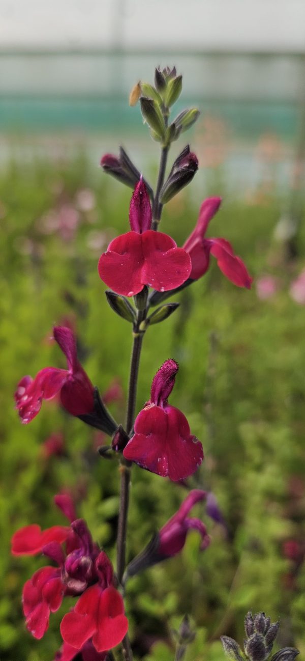Salvia 'Cherry Lips'