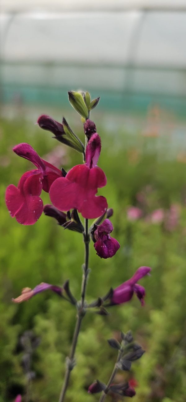 Salvia 'Cherry Lips'