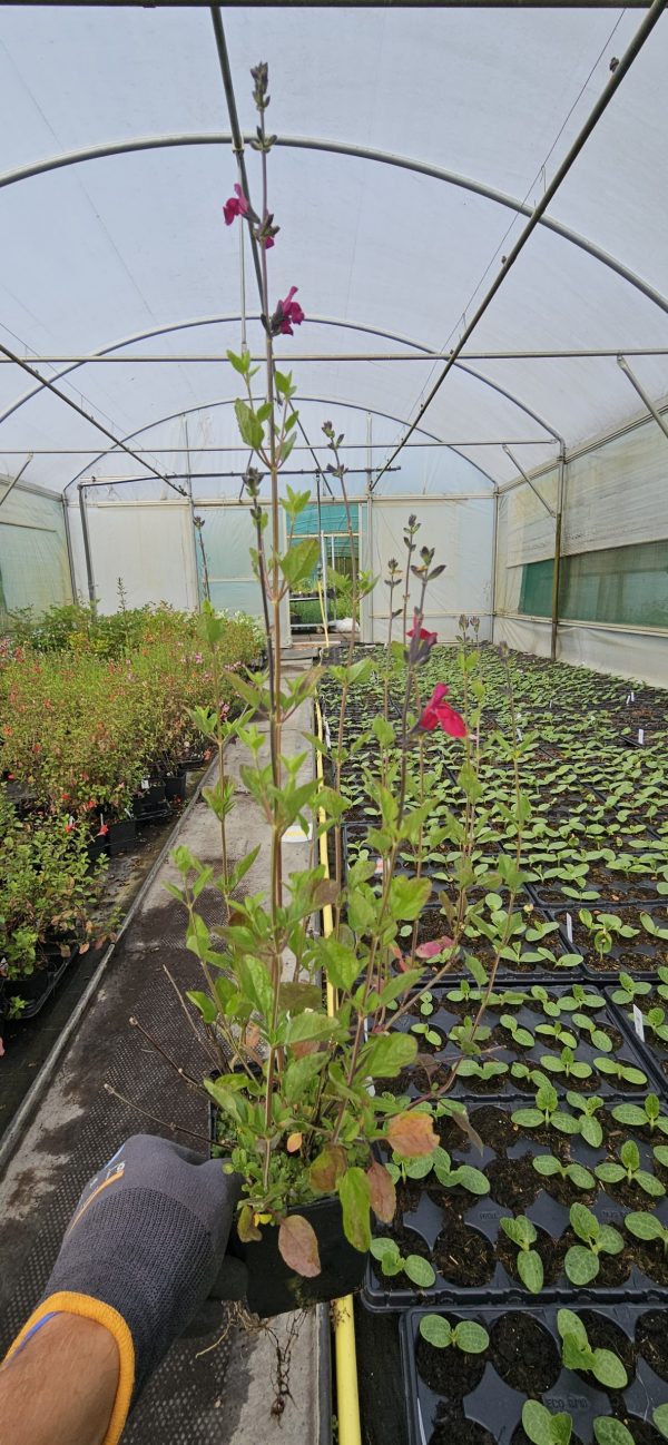 Salvia 'Cherry Lips'