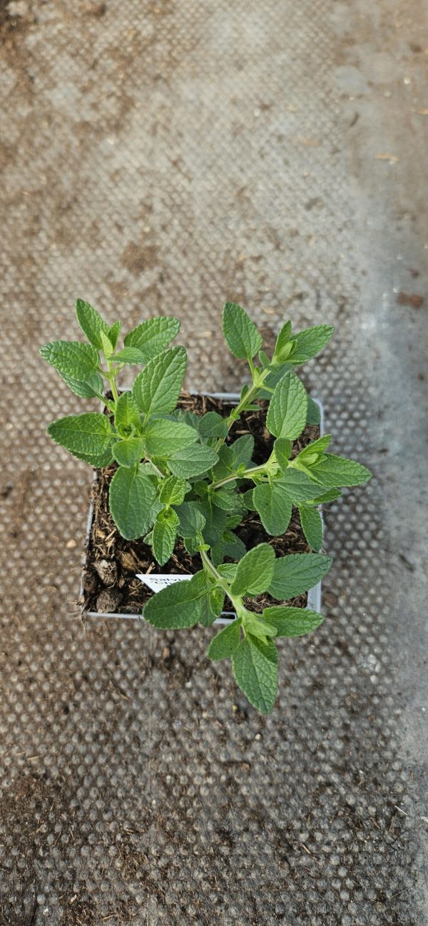 Salvia 'Cherry Pie' Salvia 'Cherry Pie'