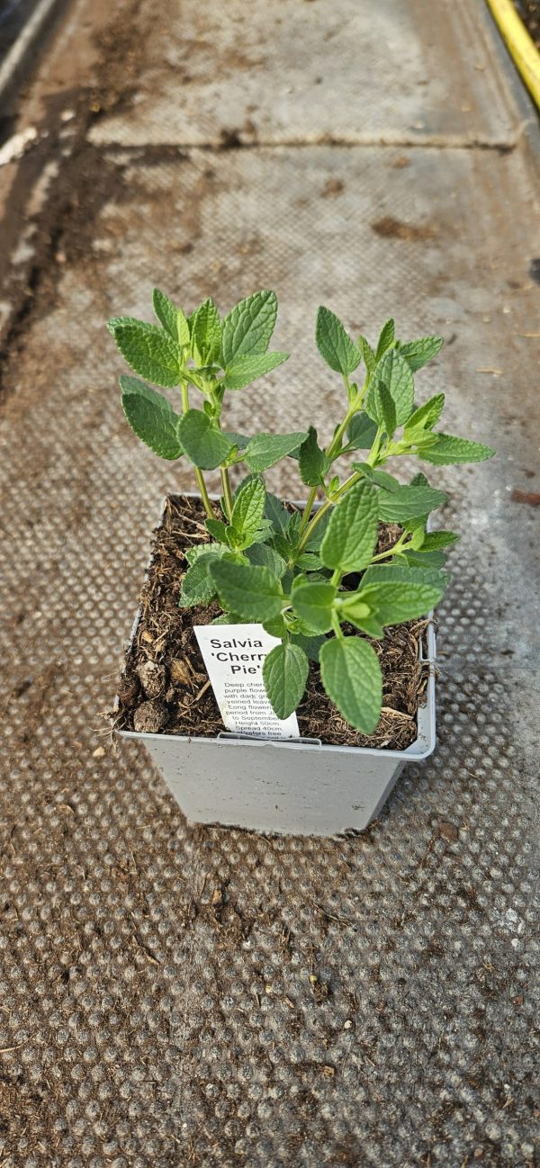 Salvia 'Cherry Pie'2 Salvia 'Cherry Pie'