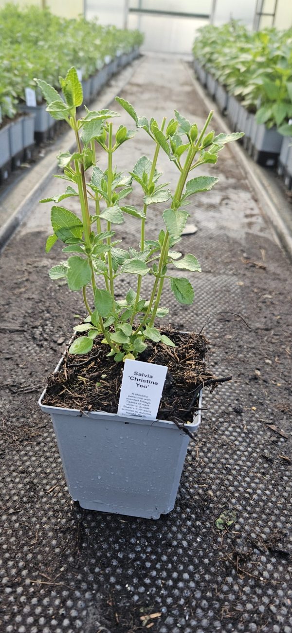 Salvia 'Christine Yeo'4 Salvia 'Christine Yeo'