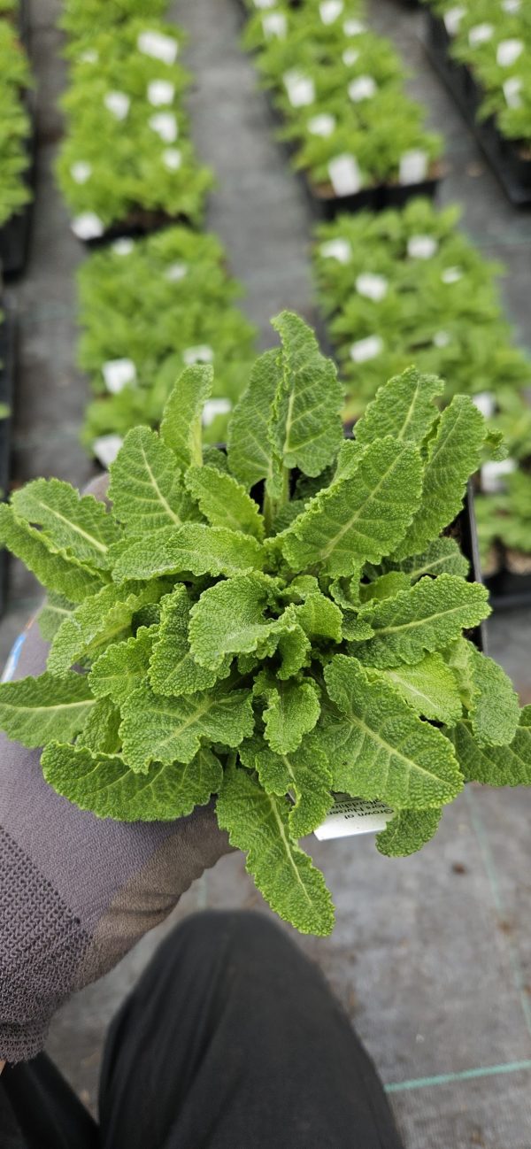 Salvia Color Spires 'Snow Kiss'2 Salvia Color Spires 'Snow Kiss'