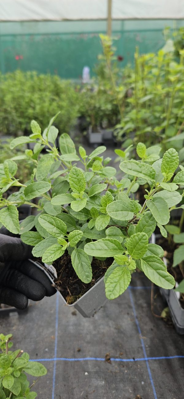 Salvia 'Cool Cream' Salvia 'Cool Cream'