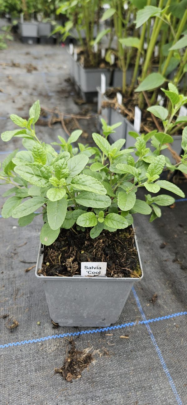 Salvia 'Cool Cream'3 Salvia 'Cool Cream'