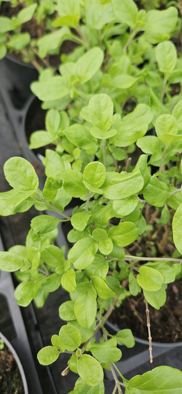 Salvia 'Cool Violet'