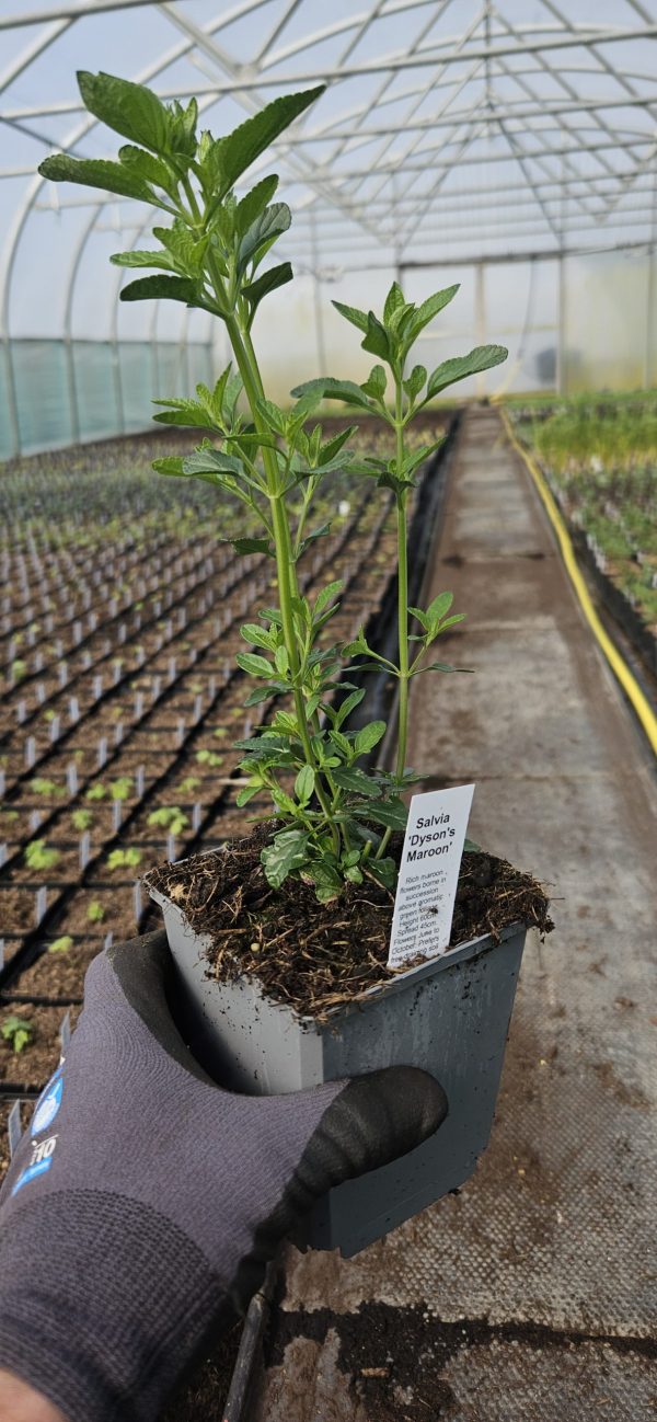 Salvia 'Dysons Maroon' Salvia 'Dysons Maroon'