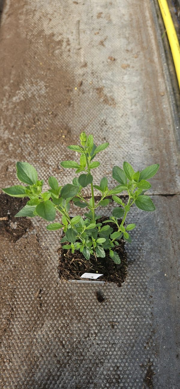 Salvia 'Dysons Maroon'2 Salvia 'Dysons Maroon'