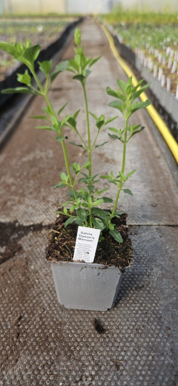 Salvia 'Dysons Maroon'3 Salvia 'Dysons Maroon'