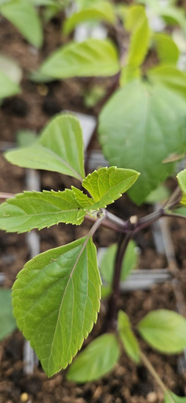 Salvia 'Ember's Wish'